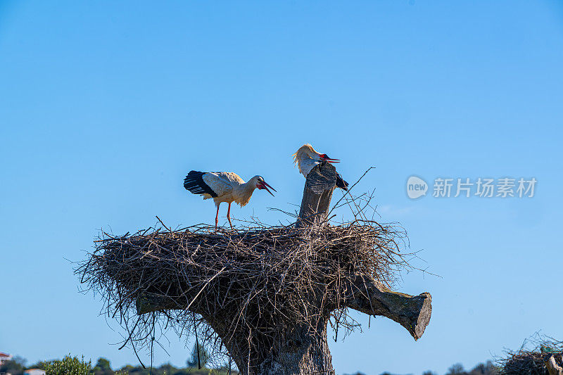 筑巢的白鹤，一对，白鹤(Ciconia Ciconia)